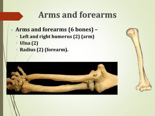 ⦁ Arms and forearms (6 bones) –
◦ Left and right humerus (2) (arm)
◦ Ulna (2)
◦ Radius (2) (forearm).
 