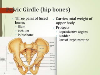 ⦁ Three pairs of fused
bones
◦ Ilium
◦ Ischium
◦ Pubic bone
⦁ Carries total weight of
upper body
⦁ Protects
◦ Reproductive organs
◦ Bladder
◦ Part of large intestine
 