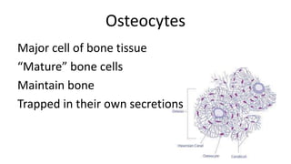 Osteocytes
Major cell of bone tissue
“Mature” bone cells
Maintain bone
Trapped in their own secretions

 