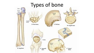 Types of bone

 