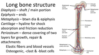 Long bone structure
Diaphysis – shaft / main portion
Epiphysis – ends
Metaphysis – btwn dia & epiphysis
Cartilage – hyaline for shock
absorption and friction reduction
Periosteum – dense covering of two
layers for growth, repair &
attachments
Elastic fibers and blood vessels
Osteogenic, -clast & -blast cells

 