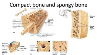 Compact bone and spongy bone

 