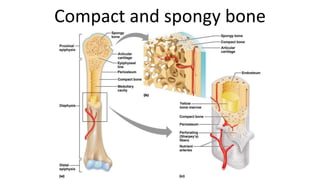 Compact and spongy bone

 