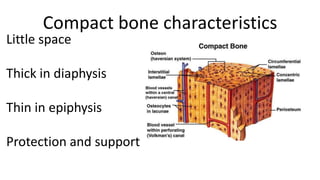 Compact bone characteristics

Little space

Thick in diaphysis
Thin in epiphysis
Protection and support

 