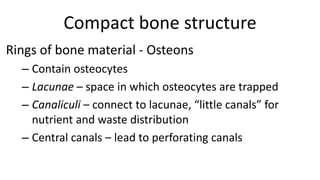 Compact bone structure
Rings of bone material - Osteons
– Contain osteocytes
– Lacunae – space in which osteocytes are trapped
– Canaliculi – connect to lacunae, “little canals” for
nutrient and waste distribution
– Central canals – lead to perforating canals

 