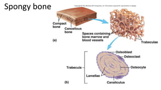 Spongy bone

 