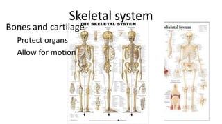 Skeletal system

Bones and cartilage
Protect organs
Allow for motion

 