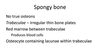 Spongy bone
No true osteons
Trabeculae – irregular thin bone plates
Red marrow between trabeculae
Produces blood cells

Osteocyte containing lacunae within trabeculae

 