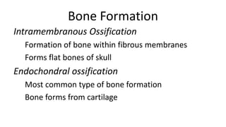 Bone Formation
Intramembranous Ossification
Formation of bone within fibrous membranes
Forms flat bones of skull

Endochondral ossification
Most common type of bone formation
Bone forms from cartilage

 