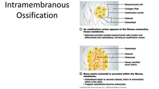 Intramembranous
Ossification

 