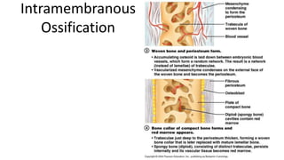 Intramembranous
Ossification

 