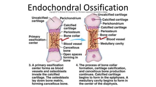 Endochondral Ossification

 