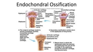 Endochondral Ossification

 