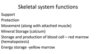 Skeletal system functions
Support
Protection
Movement (along with attached muscle)
Mineral Storage (calcium)
Storage and production of blood cell – red marrow
(hematopoiesis)
Energy storage -yellow marrow

 