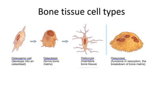 Bone tissue cell types

 