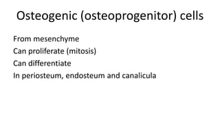 Osteogenic (osteoprogenitor) cells
From mesenchyme
Can proliferate (mitosis)
Can differentiate
In periosteum, endosteum and canalicula

 