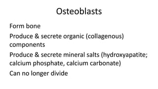 Osteoblasts
Form bone
Produce & secrete organic (collagenous)
components
Produce & secrete mineral salts (hydroxyapatite;
calcium phosphate, calcium carbonate)
Can no longer divide

 