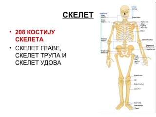 Skelet | PPT