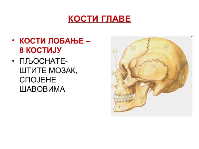 Skelet