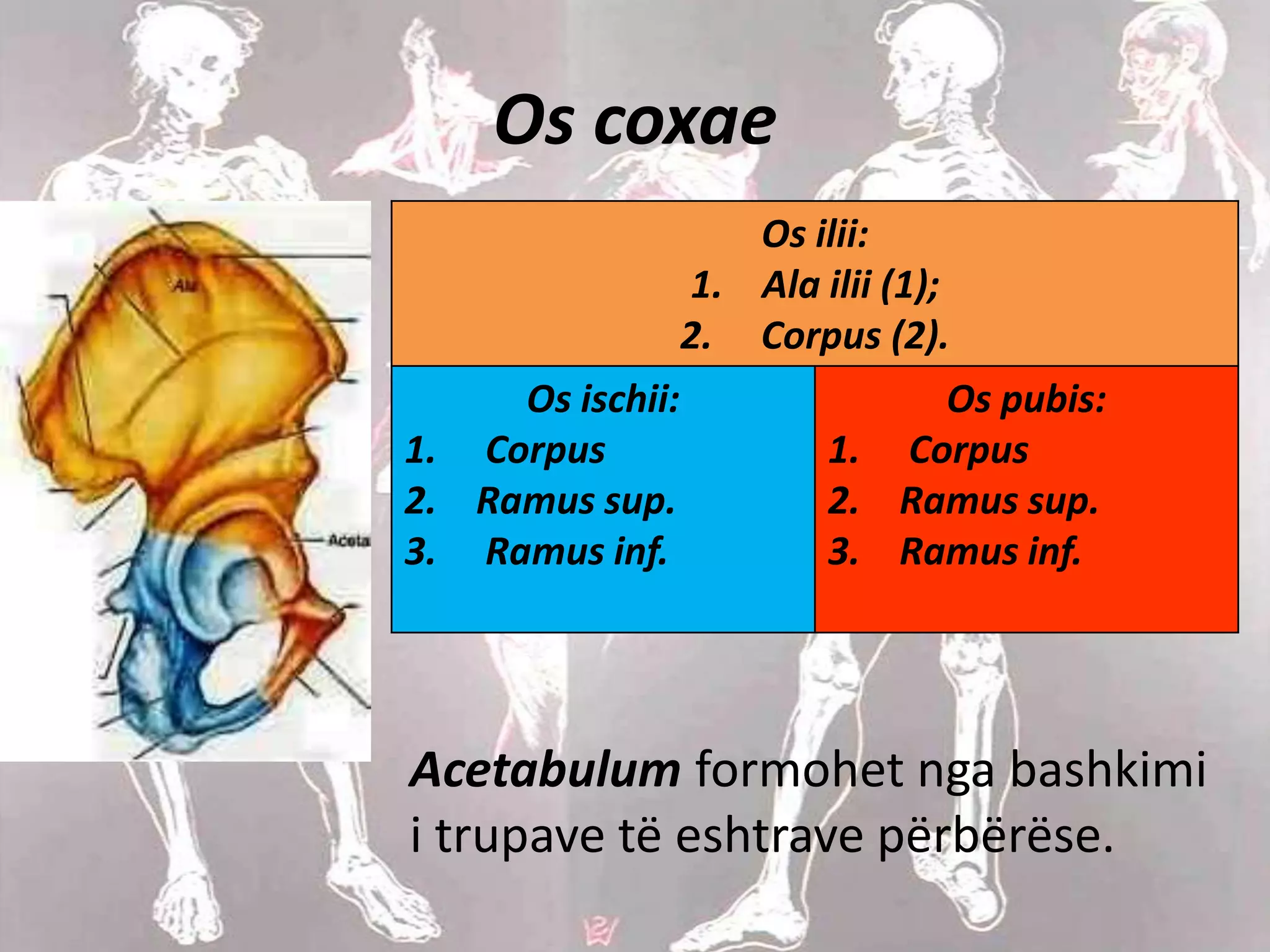 Skeleti i ekstremiteteve 1 | PPSX
