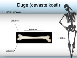 Duge (cevaste kosti)
Skelet udova
Jabučica
Jabučica
Čašica
Telo kosti
 