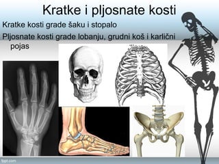 Kratke i pljosnate kosti
Kratke kosti grade šaku i stopalo
Pljosnate kosti grade lobanju, grudni koš i karlični
pojas
 