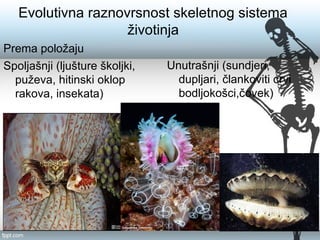 Evolutivna raznovrsnost skeletnog sistema
životinja
Prema položaju
Spoljašnji (ljušture školjki,
puževa, hitinski oklop
rakova, insekata)
Unutrašnji (sundjeri,
dupljari, člankoviti crvi
bodljokošci,čovek)
 