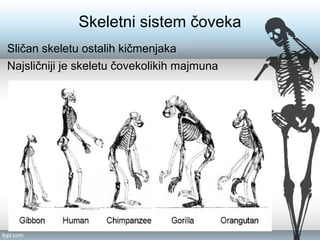 Skeletni sistem čoveka
Sličan skeletu ostalih kičmenjaka
Najsličniji je skeletu čovekolikih majmuna
 