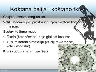 Koštana ćelija i koštano tkivo
Ćelije su zvezdastog oblika
Veliki međućelijski prostor ispunjen čvrstom koštanom
masom.
Sastav koštane mase:
Osein (belančevina)-daje gipkost kostima
70% mineralnih materija (kalcijum-karbonat,
kalcijum-fosfat)
Krvni sudovi i nervni završeci
 