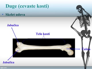 Skeletni sistem | PPT