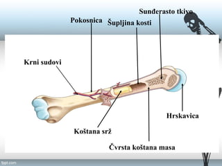 Pokosnica
Hrskavica
Sunđerasto tkivo
Čvrsta koštana masa
Koštana srž
Šupljina kosti
Krni sudovi
 