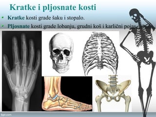 Kratke i pljosnate kosti
Kratke kosti grade šaku i stopalo.
Pljosnate kosti grade lobanju, grudni koš i karlični pojas.
 