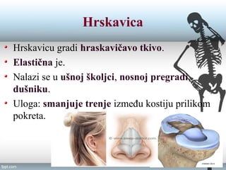 Hrskavica
Hrskavicu gradi hraskavičavo tkivo.
Elastična je.
Nalazi se u ušnoj školjci, nosnoj pregradi,
dušniku.
Uloga: smanjuje trenje između kostiju prilikom
pokreta.
 