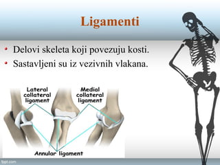 Ligamenti
Delovi skeleta koji povezuju kosti.
Sastavljeni su iz vezivnih vlakana.
 