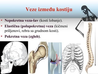 Veze između kostiju
Nepokretna veza-šav (kosti lobanje).
Elastična (polupokretna) veza (kičmeni
pršljenovi, rebra sa grudnom kosti).
Pokretna veza (zglob).
 