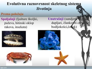 Evolutivna raznovrsnost skeletnog sistema
životinja
Prema položaju
Spoljašnji (ljušture školjki,
puževa, hitinski oklop
rakova, insekata)
Unutrašnji (sundjeri,
dupljari, člankoviti crvi
bodljokošci,čovek)
 