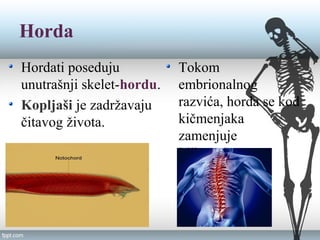 Horda
Hordati poseduju
unutrašnji skelet-hordu.
Kopljaši je zadržavaju
čitavog života.
Tokom
embrionalnog
razvića, horda se kod
kičmenjaka
zamenjuje
kičmenicom.
 