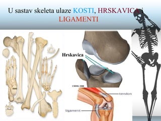 U sastav skeleta ulaze KOSTI, HRSKAVICA i
LIGAMENTI
Hrskavica
 