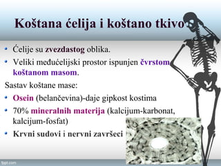 Koštana ćelija i koštano tkivo
Ćelije su zvezdastog oblika.
Veliki međućelijski prostor ispunjen čvrstom
koštanom masom.
Sastav koštane mase:
Osein (belančevina)-daje gipkost kostima
70% mineralnih materija (kalcijum-karbonat,
kalcijum-fosfat)
Krvni sudovi i nervni završeci
 