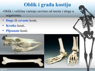 Skeletni sistem | PPT