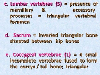 c. Lumbar vertebrae (5) = presence of
   mamillary   &           accessory
   processes = triangular vertebral
   foramen

d. Sacrum = inverted triangular bone
  situated between hip bones

e. Coccygeal vertebrae (1) = 4 small
  incomplete vertebrae fused to form
  the coccyx / tail bone; triangular
 