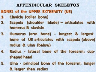 APPENDICULAR SKELETON
BONES of the UPPER EXTREMITY (UE)
1. Clavicle (collar bone)
2. Scapula (shoulder blade) – articulates with
   humerus & clavicle
3. Humerus (arm bone) - longest & largest
   bone of UE articulates with scapula (above)
   radius & ulna (below)
4. Radius - lateral bone of the forearm; cup-
   shaped head
5. Ulna - principal bone of the forearm; longer
   & larger than radius
 