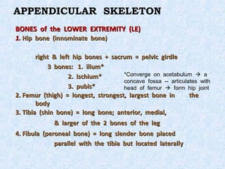 APPENDICULAR SKELETON
BONES of the LOWER EXTREMITY (LE)
1. Hip bone (innominate bone)

        right & left hip bones + sacrum = pelvic girdle
            3 bones: 1. ilium*
                   2. ischium*       *Converge on acetabulum  a
                                     concave fossa -- articulates with
                   3. pubis*         head of femur  form hip joint
2. Femur (thigh) = longest, strongest, largest bone in        the
        body
3. Tibia (shin bone) = long bone; anterior, medial,
              & larger of the 2 bones of the leg
4. Fibula (peroneal bone) = long slender bone placed
              parallel with the tibia but located laterally
 