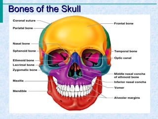 Bones of the Skull




                                                                           Figure 5.11

Copyright © 2003 Pearson Education, Inc. publishing as Benjamin Cummings
 