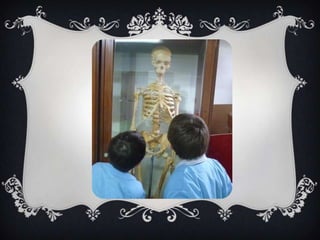 Treballem l'esquelet humà  a tercer