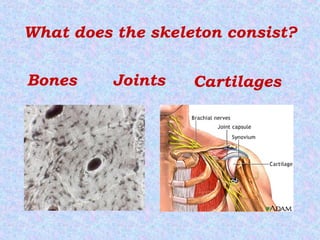 What does the skeleton consist?
CartilagesJointsBones