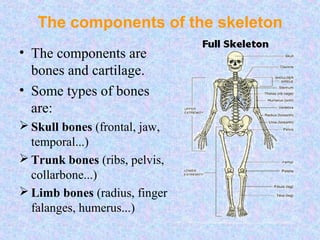 The components of the skeleton
• The components are
bones and cartilage.
• Some types of bones
are:
Skull bones (frontal, jaw,
temporal...)
Trunk bones (ribs, pelvis,
collarbone...)
Limb bones (radius, finger
falanges, humerus...)