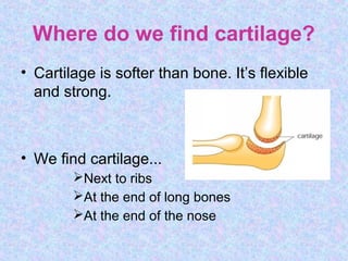Where do we find cartilage?
• Cartilage is softer than bone. It’s flexible
and strong.
• We find cartilage...
Next to ribs
At the end of long bones
At the end of the nose