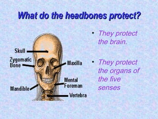 What do the headbones protect?What do the headbones protect?
• They protect
the brain.
• They protect
the organs of
the five
senses