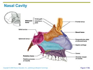 Copyright © 2006 Pearson Education, Inc., publishing as Benjamin Cummings
Nasal Cavity
Figure 7.10b
 